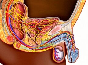 the structure of the urogenital system and male potency